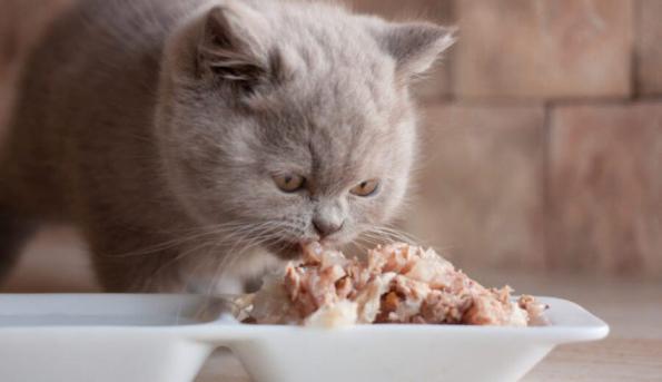 بهترین مارک غذای گربه چیست؟