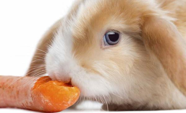 واردات باکیفیت ترین خوراک خرگوش در ایران