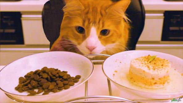 5 غذای فوق العاده مفید برای گربه های خانگی
