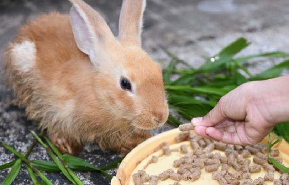 بهترین غذا برای خرگوش و همستر چیست؟