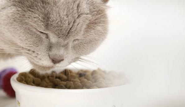 5 فاکتور اساسی در انتخاب مناسب ترین غذا برای گربه