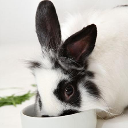 فروشگاه آنلاین غذای تشویقی خرگوش