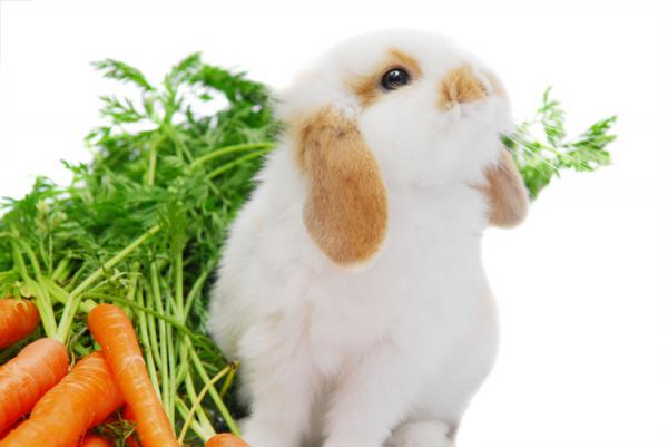 بهترین غذای مناسب خرگوش چیست؟