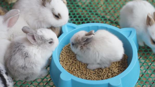بزرگترین مرکز عرضه انواع غذای خرگوش با کیفیت درجه یک