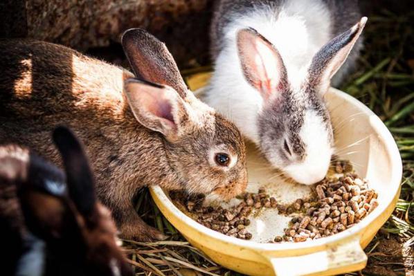 مشخصات و خرید غذای اماده خرگوش
