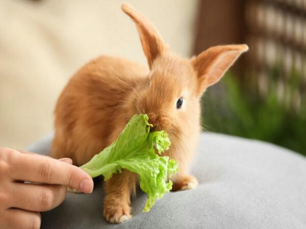 کدام غذا برای خرگوش های فانتزی مفید است؟