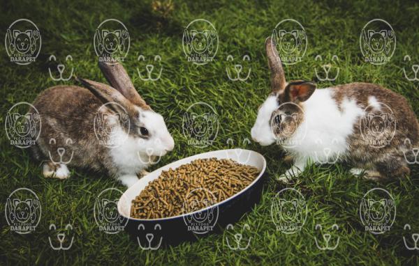 بزرگترین تولیدی خوراک خرگوش 