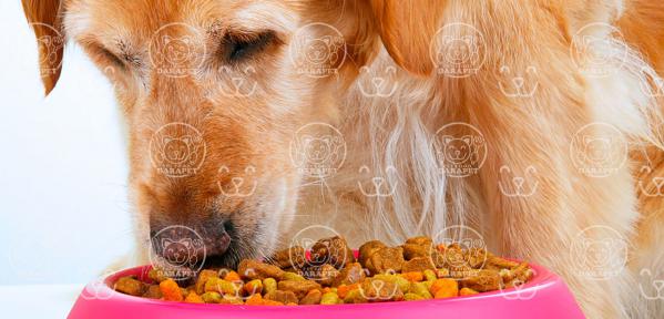 راهنمای خرید غذای مخصوص سگ
