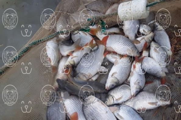 خرید آسان خوراک ماهی زنده از تولیدی