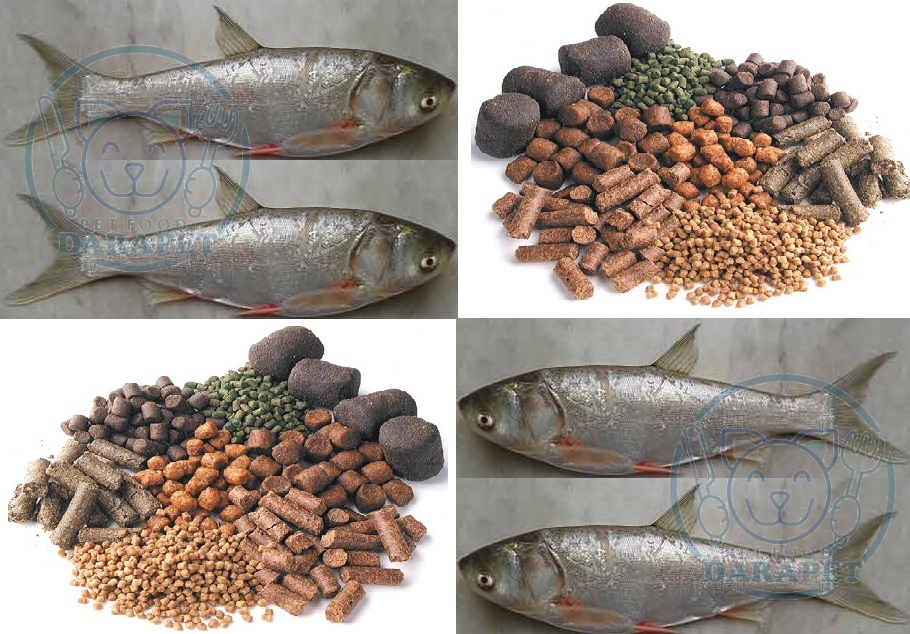توزیع غذای ماهی کپور معمولی