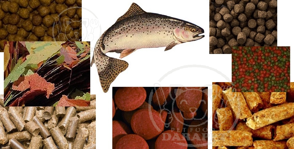 بهترین نوع غذای ماهی قزل آلا کدام است؟
