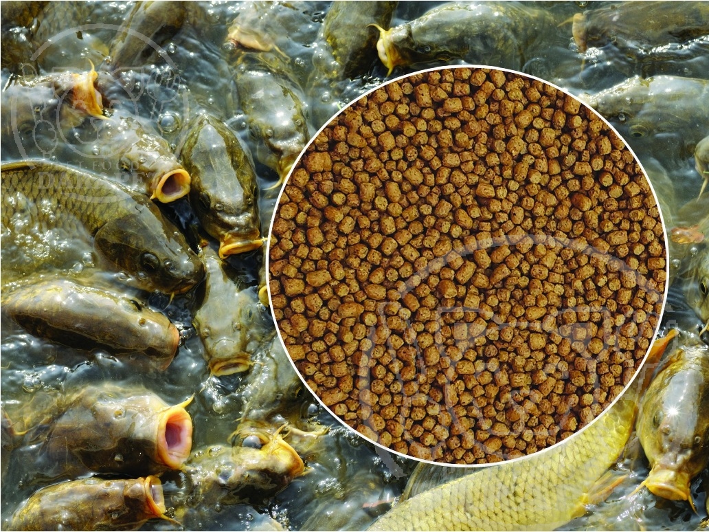 بررسی مشخصات غذای عمومی برای ماهیان آب شور