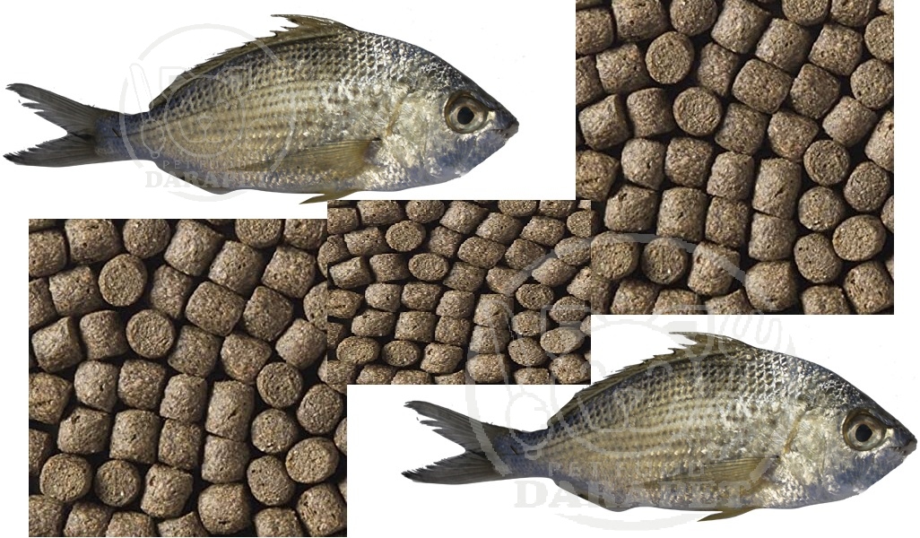 پخش عمده خوراک ماهی پرورشی