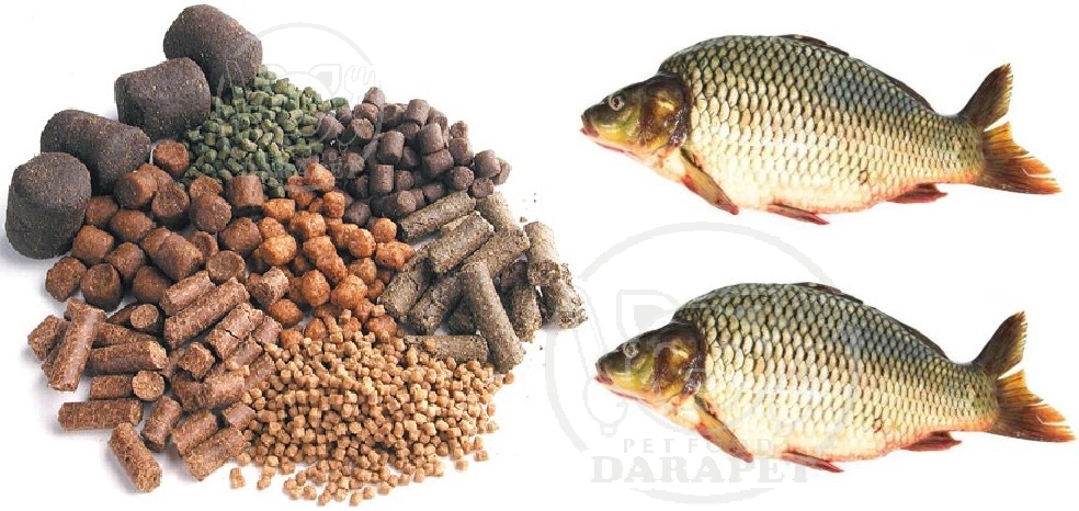 اطلاعات مفیدی درباره غذا ماهی کپور پرورشی