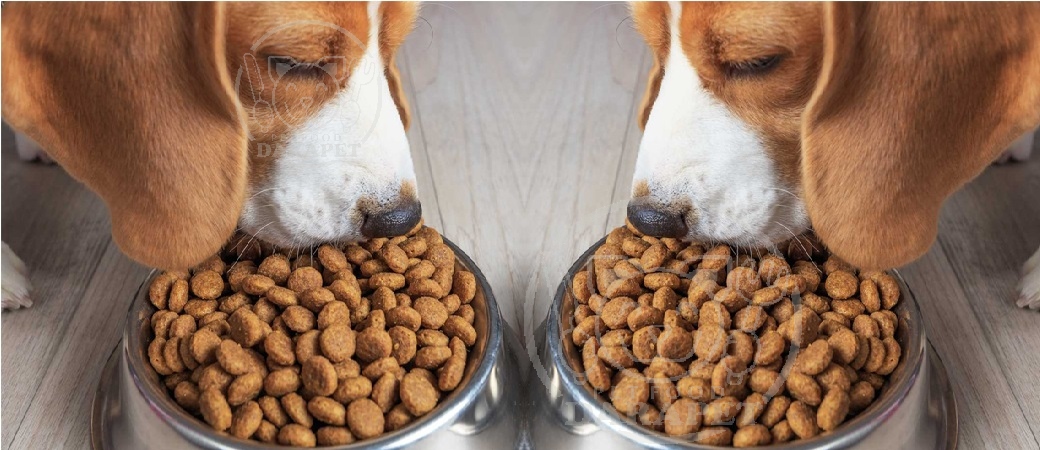 ویژگی متفاوت خوراک خشک سگ