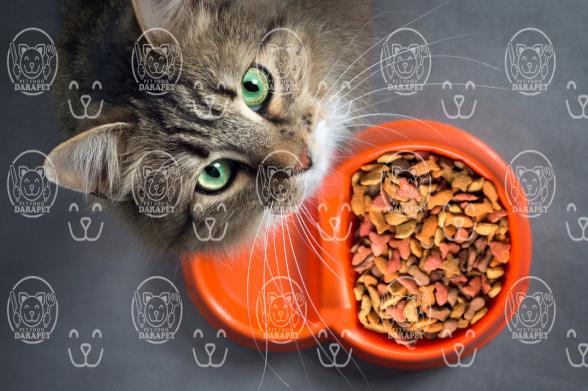 5 ویژگی مهم خوراک گوشتی گربه