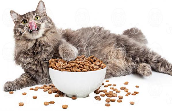 نکات مهم در انتخاب خوراک گربه طعم دار