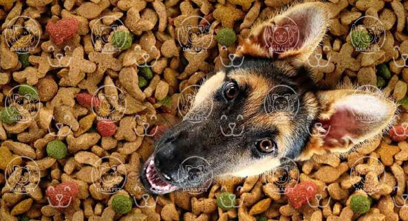 از خصوصیات خوراک خشک سگ چه می دانید؟
