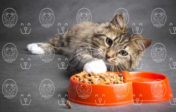 خوراک بچه گربه غنی شده با ویتامین