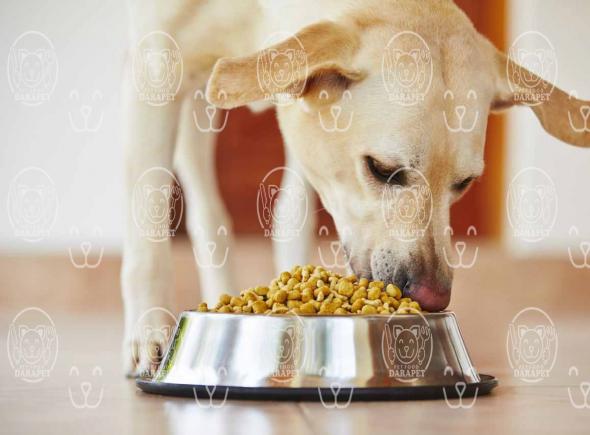 مقدار پروتئین موجود در خوراک سگ نگهبان