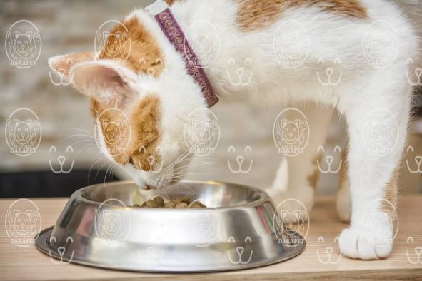 آنچه باید از خوراک خشک گربه بدانید