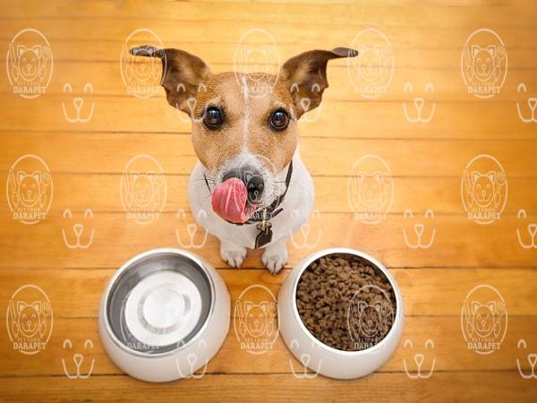 خوراک کنسروی سگ چه مشخصاتی دارد؟