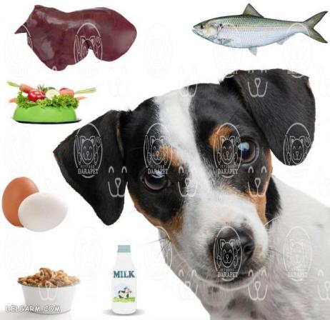 ترکیبات موجود در غذای سگ هاسکی