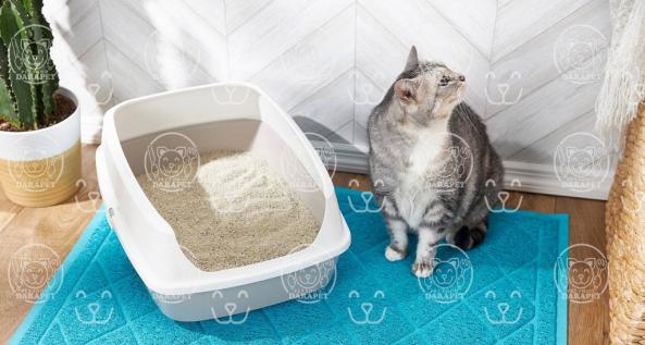 مقدار مناسب خاک گربه پرشین چقدر است؟