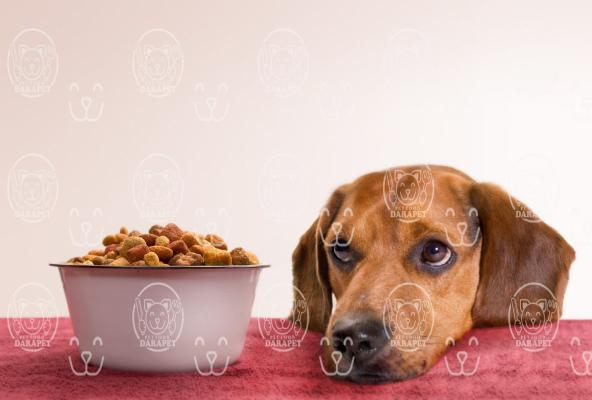 باکیفیت ترین انواع خوراک سگ بزرگسال کدامند؟