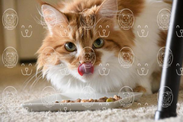 باکیفیت ترین انواع خوراک گربه بالغ کدامند؟