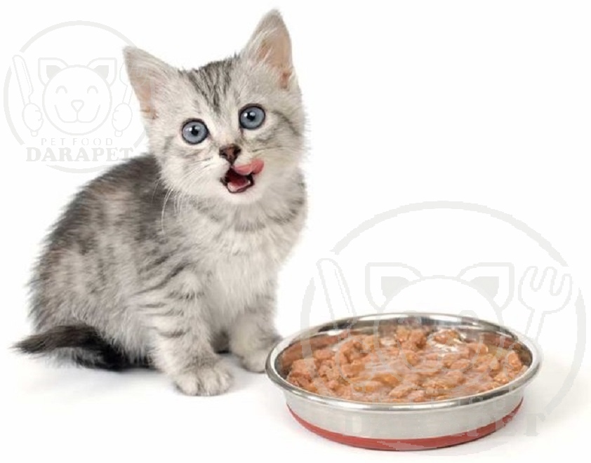 خاصیت مصرف کنسرو غذا بچه گربه