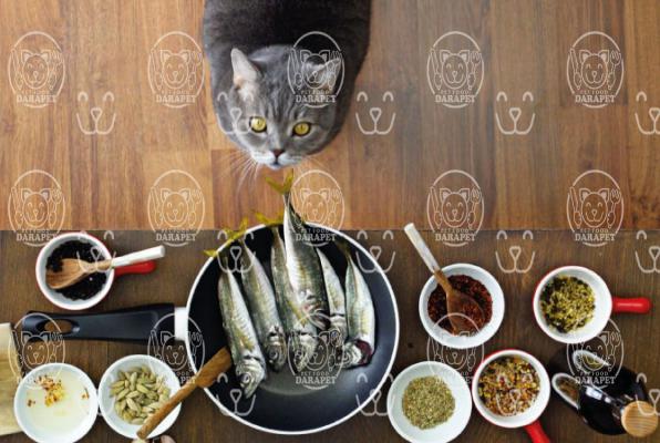 آشنایی مختصر با خوراک طعم ماهی گربه