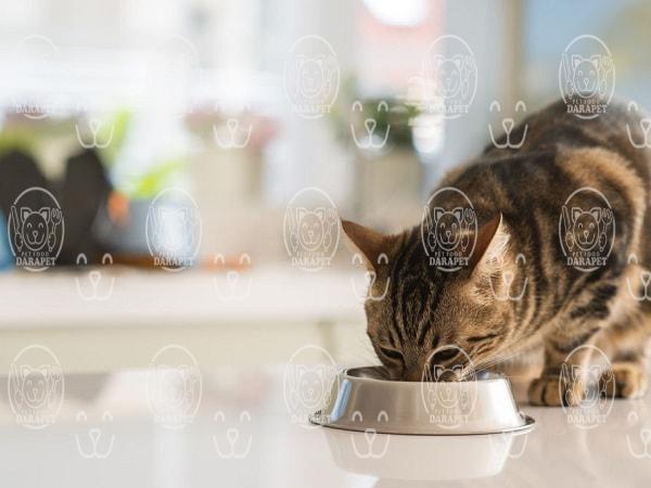 خوراک گربه بالغ چه ویژگی هایی دارد؟