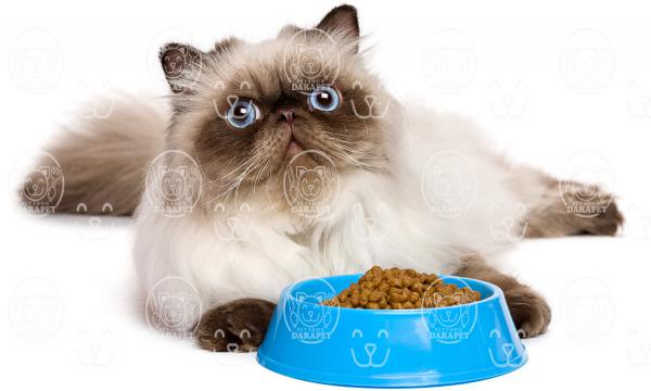 مزیت های قابل توجه خوراک خشک گربه