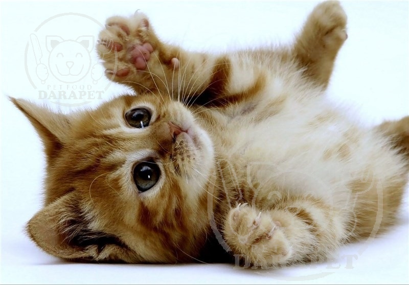 شرکت پخش کنسرو بچه گربه