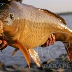 پخش مستقیم غذای ماهی کپور طلایی با قیمت استثنایی